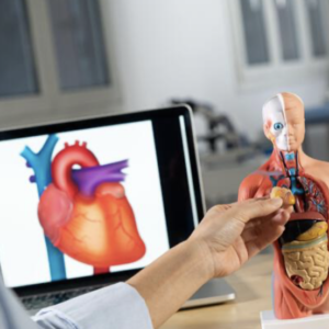 “Cours Anatomie Appliquée : Étude du système circulatoire et respiratoire avec support pédagogique.”